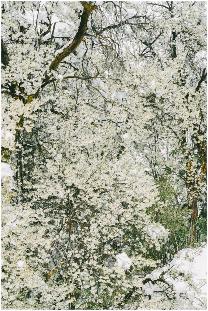 Snow covered pine and fruit trees along Truckee street mid-April