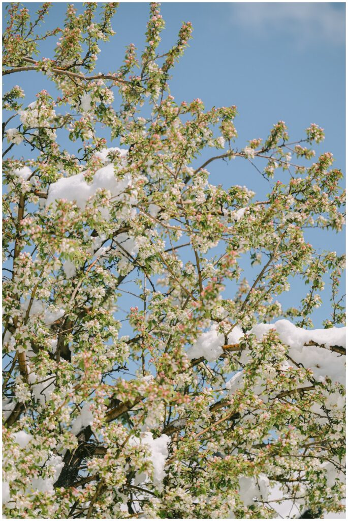 Delicate white blossoms with melting snowdrops Truckee spring