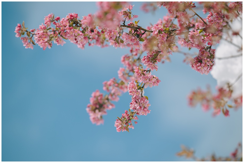 Pink crabapple blossoms against blue sky in Truckee California April