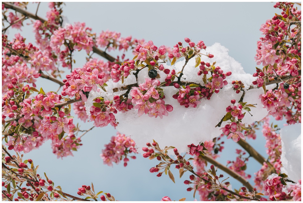 Pink spring blossoms with fresh snow on branches Truckee Sierra Nevada
