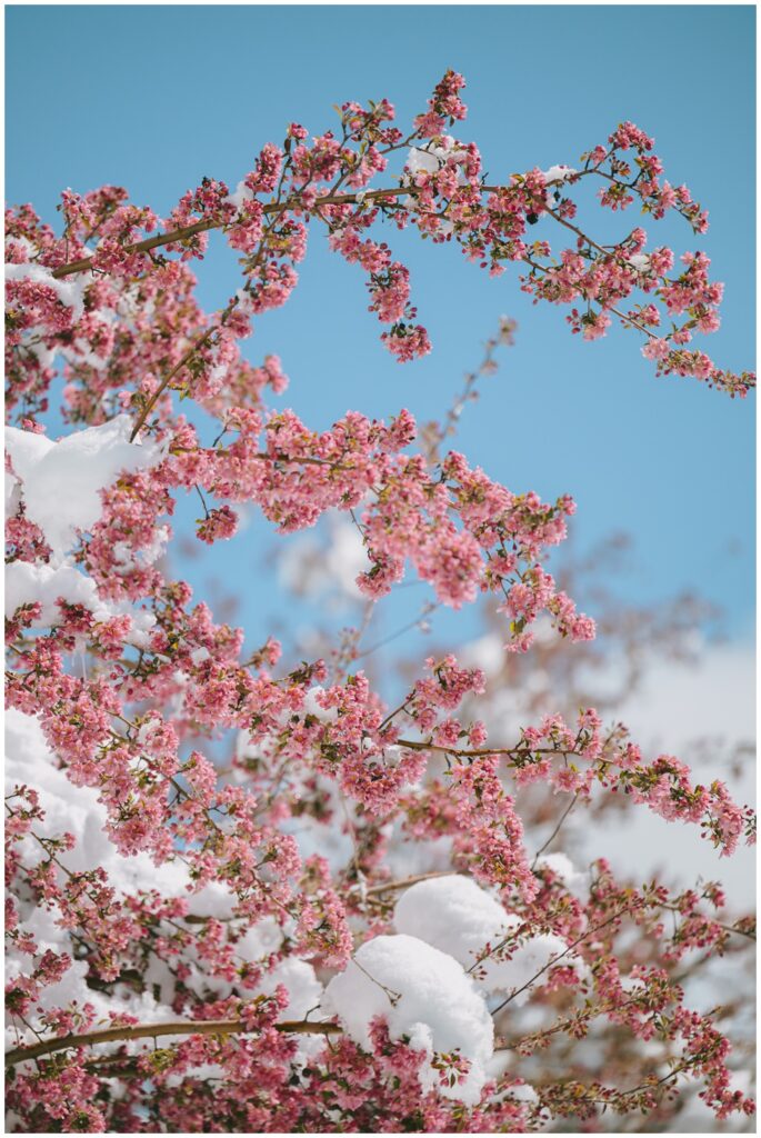 Pink spring blossoms and fresh snow on branches blue sky Truckee
