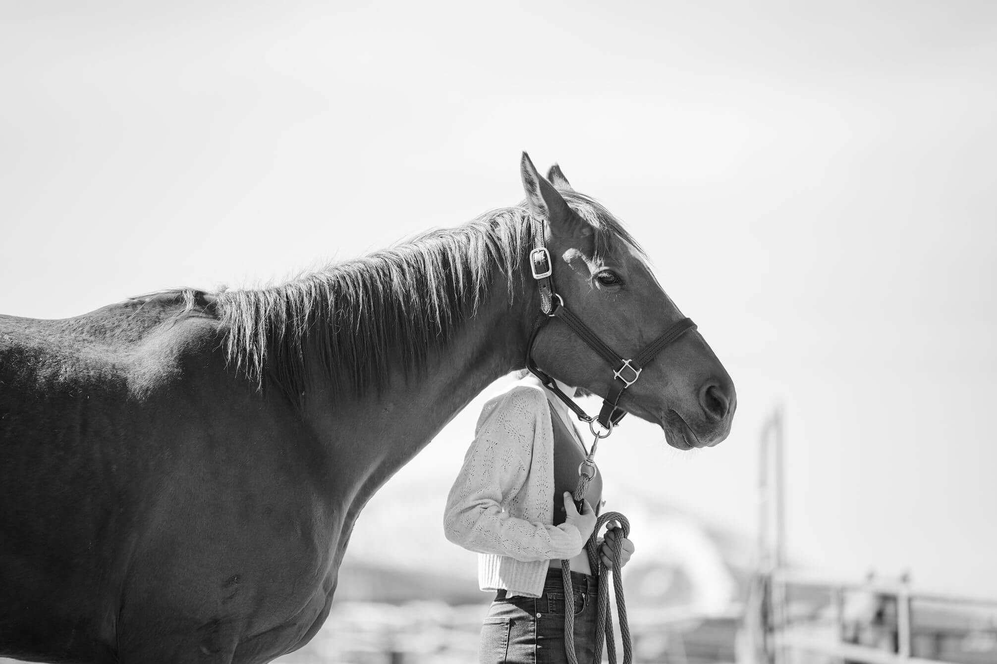 Black and white horse head Truckee Senior session