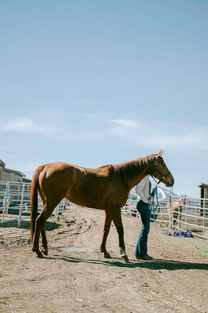 full horse view with senior girl behind head during senior grad session